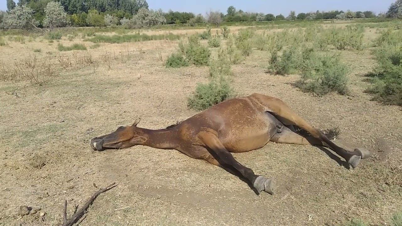 Уже много лет в Приволжском районе АО на падший скот нет никакой реакции властей. Ч.2 31.07.2024 смотреть онлайн