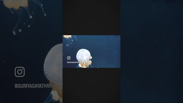 New England Aquarium, Boston смотреть онлайн
