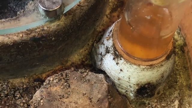 RHYTIDOPONERA Metallica colony in Tar Heel inception nest смотреть онлайн