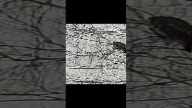 Неясыть бородатая в природе смотреть онлайн
