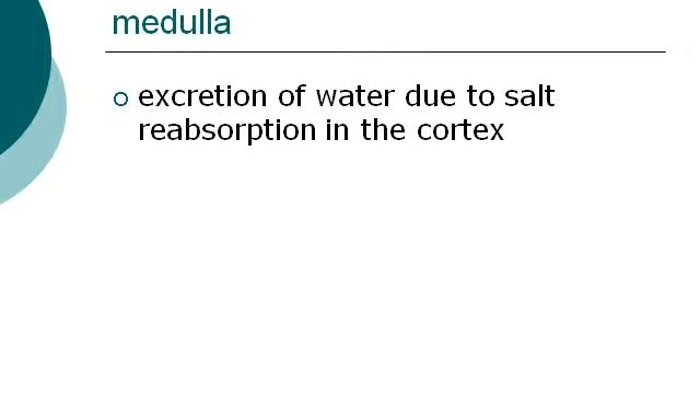Urinary and Excretory System: Renal Circulation and How Kidney Works смотреть онлайн