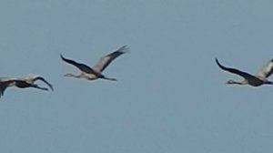 Летят журавли