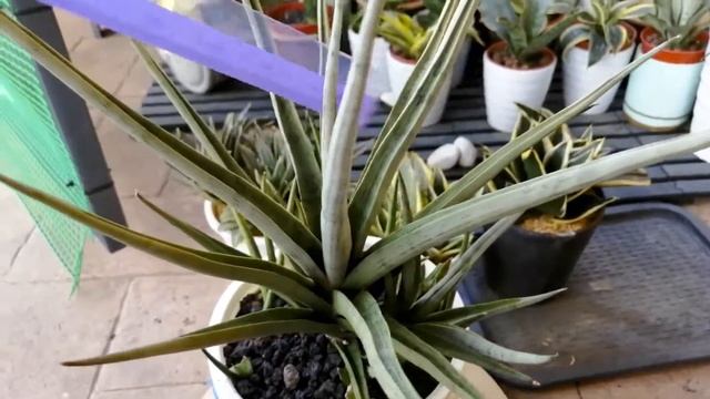 Sansevieria Lady Charm ??
