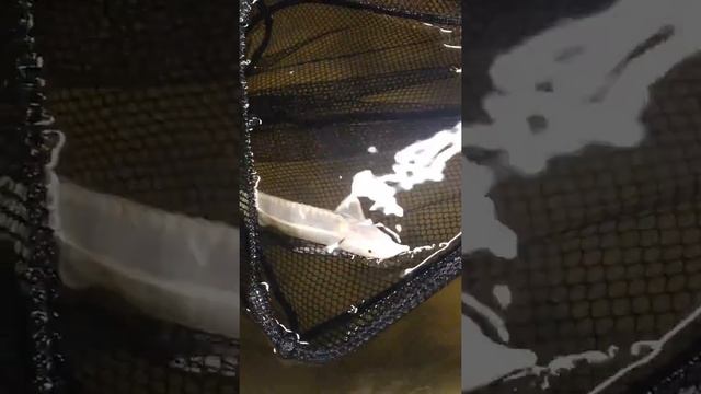 Стерлядь альбинос смотреть онлайн