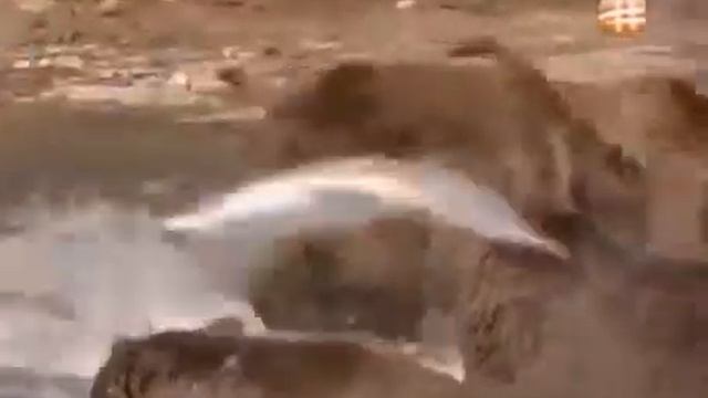 HD Grizzly Bears Catching Salmon Natures Great Events The Great Salmon Run BBC One смотреть онлайн