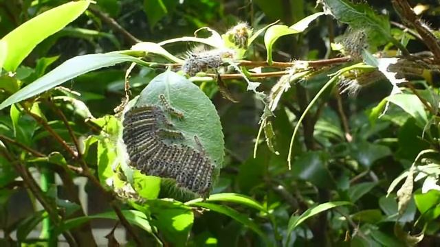 風にとまどうチャドクガ幼虫 смотреть онлайн