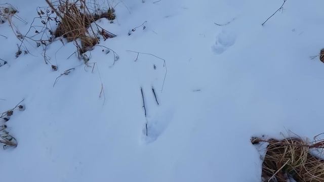 ЗАИМКА ТАТАРИНОВЫХ! УТЕПЛЯЕМ ПЧЕЛ НА ЗИМУ | СЕМЬЯ ЛОСЕЙ ПРИШЛА ЗА СОЛЬЮ | СУП С ДОМАШНЕЙ ЛАПШОЙ