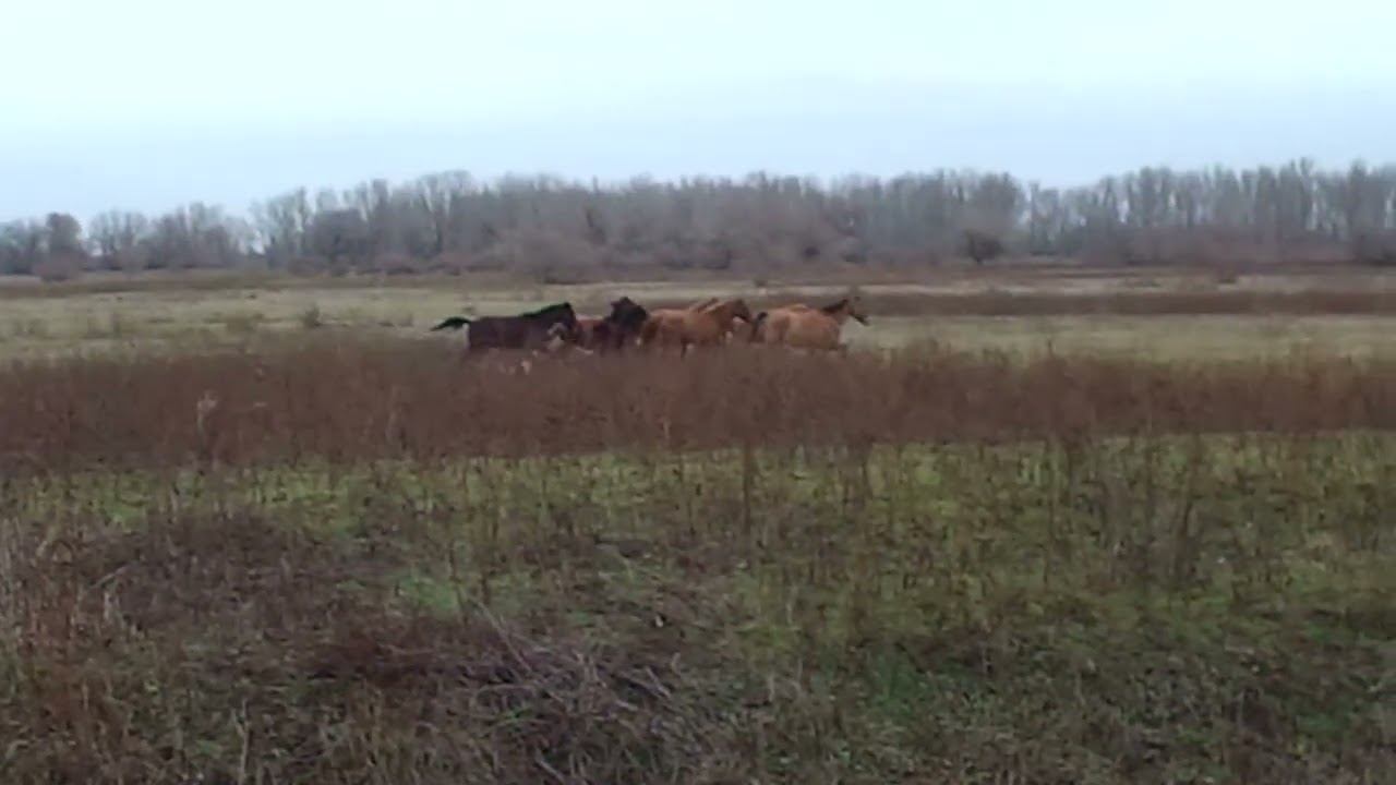 25.11.2023 ЧТО ДЕЛАТЬ? : ЛПХ В ОПАСНОСТИ смотреть онлайн