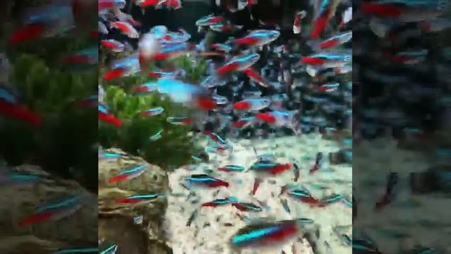Neon fish school | Neon tetra | Tetra fish. смотреть онлайн