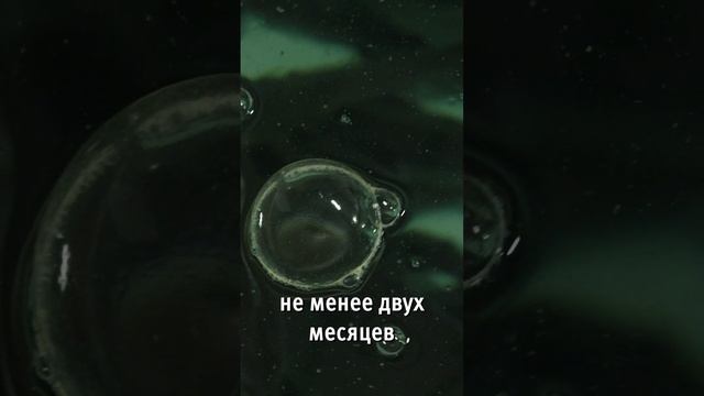 Зимовал s_1 #акваферма #осетр #разведениерыбы смотреть онлайн