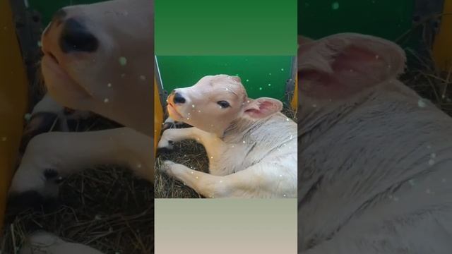 телёнок швицкой породы. "Наш оленёнок" смотреть онлайн