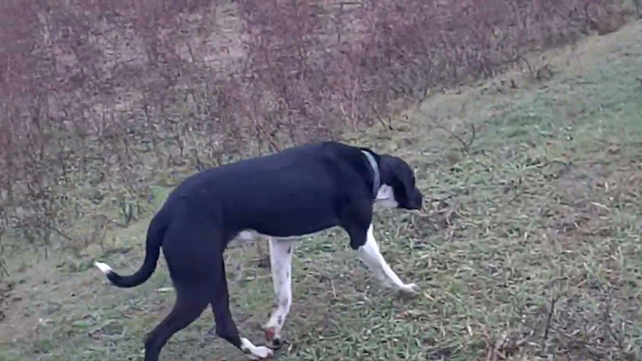 17.11.2023 ЧТО ДЕЛАТЬ? : ЛПХ В ОПАСНОСТИ смотреть онлайн