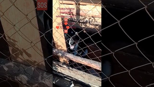 Приют для брошенных животных 🙏 смотреть онлайн
