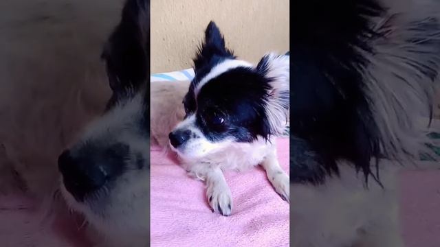 ЧАПА ОБЛИЗЫВАЕТСЯ ПОСЛЕ ЕДЫ