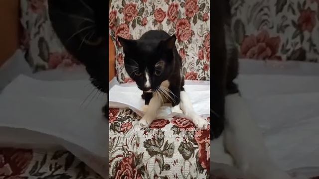 Тимур - волшебный кот, для которого ничего не жалко 🤍#кот #котик #волшебство #жизнь #спасение