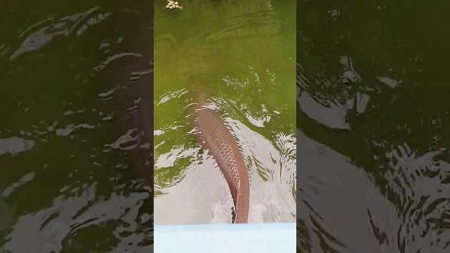 ARAPAIMA sale ,in kannur 8848386193 смотреть онлайн