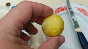 Инжир сорт Медовый