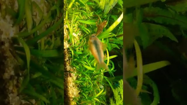 Макробрахиум в общем аквариуме