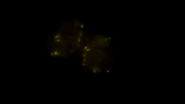 Analysis of meiotic prophase I in live mouse spermatocytes смотреть онлайн