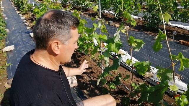 Как повысить урожайность винограда. смотреть онлайн