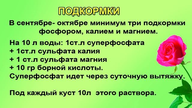РОЗЫ. СЕНТЯБРЬ. СРОЧНО ГОТОВИМ К ЗИМЕ, смотреть онлайн