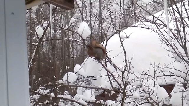 Ух, какая хорошенькая белочка, злодейка смотреть онлайн