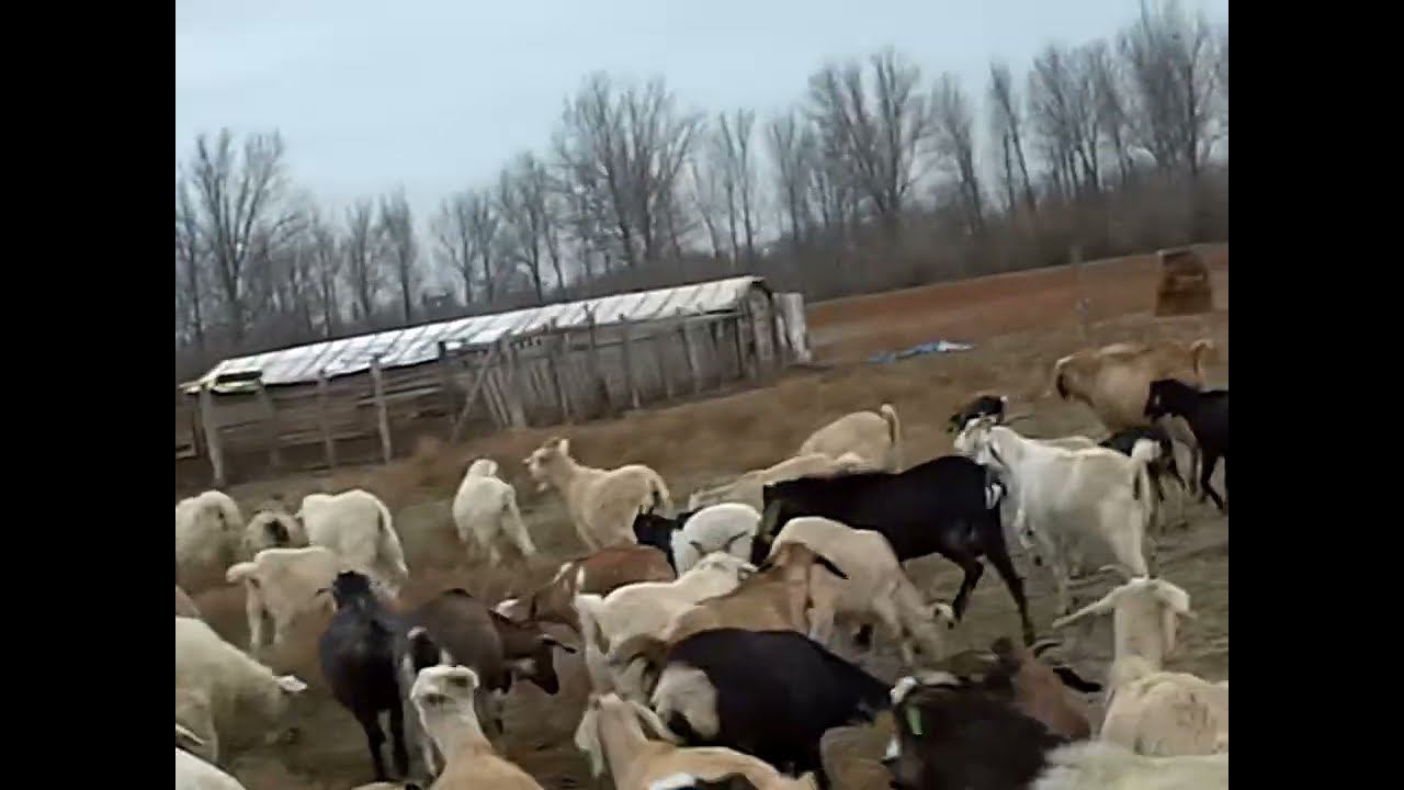 10.11.2024 Новая провокация ЧТО ДЕЛАТЬ? : ЛПХ В ОПАСНОСТИ смотреть онлайн