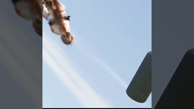 giraffe vs elephant fight for water смотреть онлайн