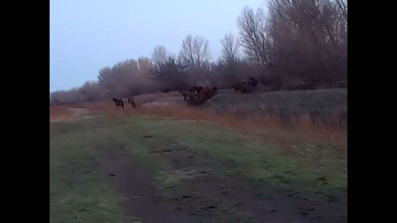 17.11.2024 ЧТО ДЕЛАТЬ? : ЛПХ В ОПАСНОСТИ смотреть онлайн