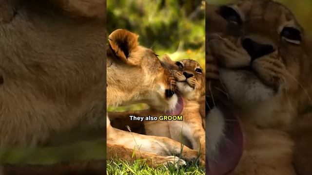 Do Big Cats In The Wild Make Biscuits Too? 🦁 смотреть онлайн