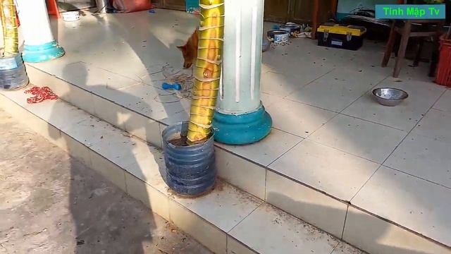Đàn Chó Trước Sân Có Khô Gà Ăn смотреть онлайн