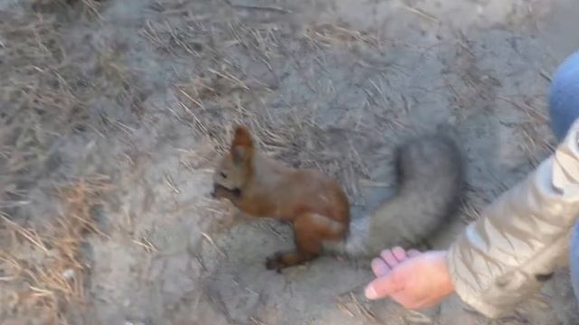 белка и орешки | squirrel and nuts смотреть онлайн