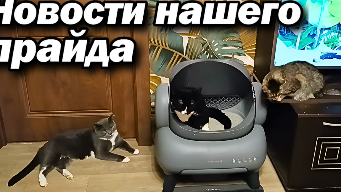 Новости нашего прайда. смотреть онлайн