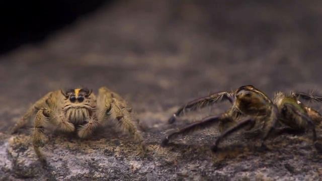 Hyllus diardi jumping spider pairing (unsuccessful so far) смотреть онлайн