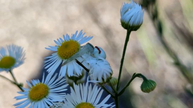Misumena vatia (Цветочный паук) интересные факты о пауке смотреть онлайн