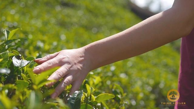 Sri Lanka | The wonder of Asia | THINK CEYLON | Ceylon Tea смотреть онлайн