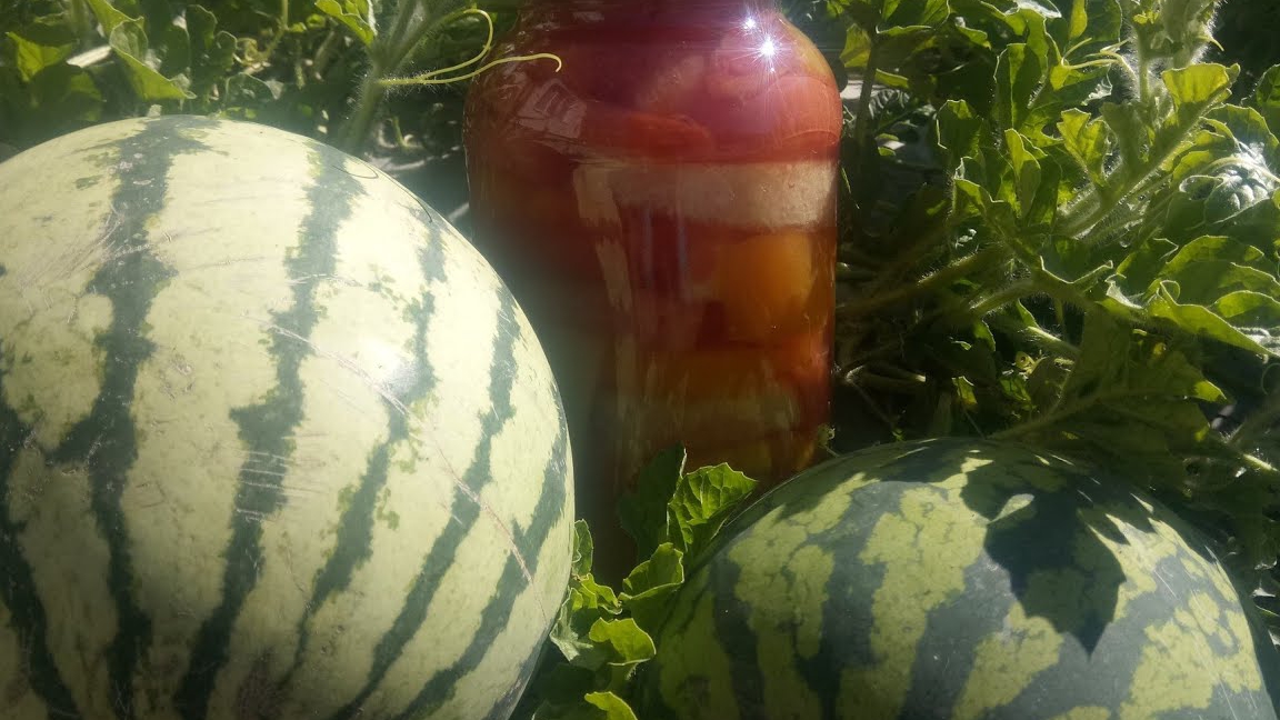 Обзор бахчи. Лучший сорт арбуза. Рецепт маринованного арбуза с томатом смотреть онлайн