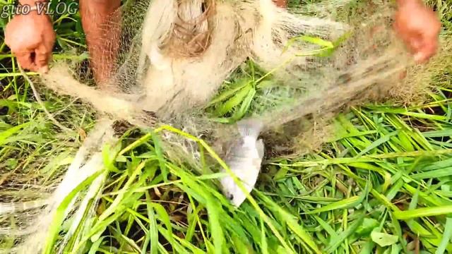 JALA IKAN TEPAT DI KAWANAN NILA BESAR, AUTO PANEN.!!! amazing fishing nets смотреть онлайн