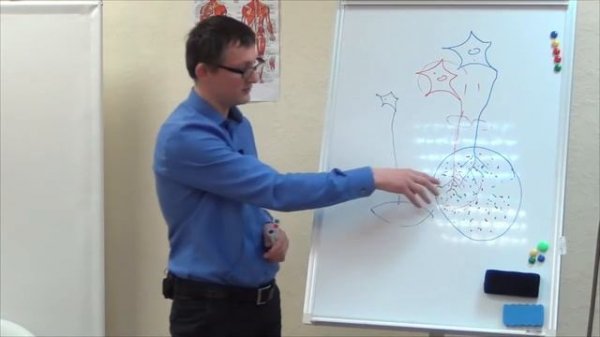 ЭНМГ ЭМГ что это Виды миографии, основные методики и цели