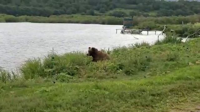 Медведи на Камчатке смотреть онлайн