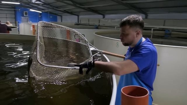 Филешка и результаты роста рыбы в узв за 2 года смотреть онлайн