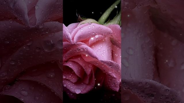 Песня для Вас! Приятного вечера🌹 смотреть онлайн