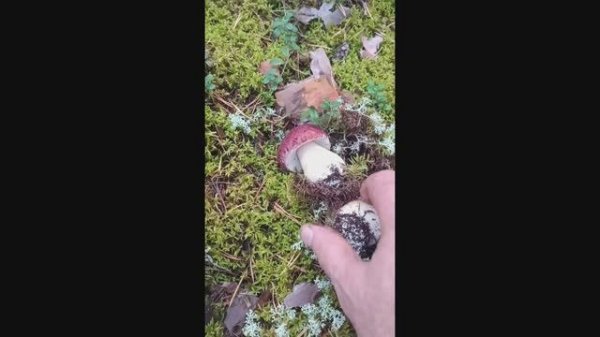 2 сентября 2024 Боровички