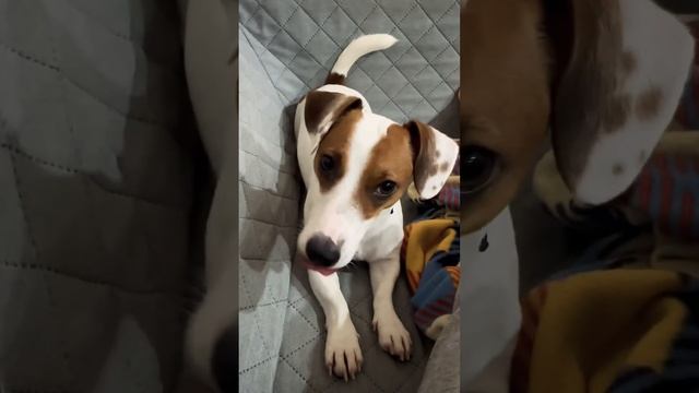 Разговоры по душам с Джек Расселом смотреть онлайн