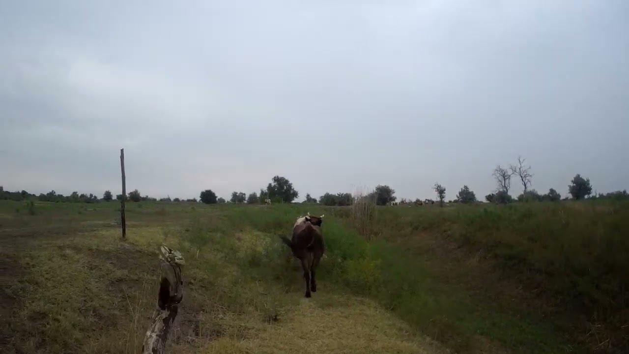 24.07.2023 ЧТО ДЕЛАТЬ? : ЛПХ В ОПАСНОСТИ смотреть онлайн