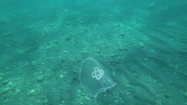 АДЛЕР. ЧИСТОЕ МОРЕ. МЕДУЗЫ. Пляж СОЧИФОРНИЯ. Река МЗЫМТА ..