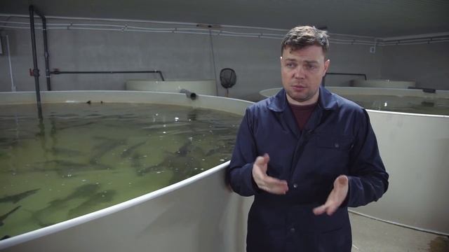 Рентабельность УЗВ реальный пример с цифрами осетр смотреть онлайн