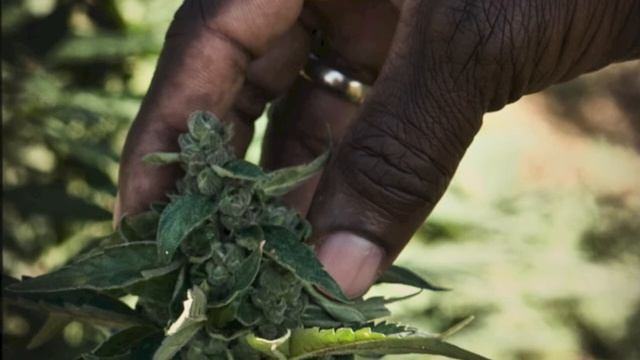 jamaica - un guazzabuglio di foto смотреть онлайн
