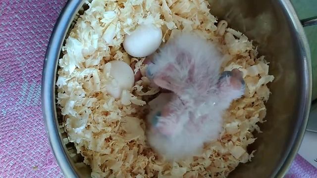 Птенцы кореллы, недавно вылупились. смотреть онлайн