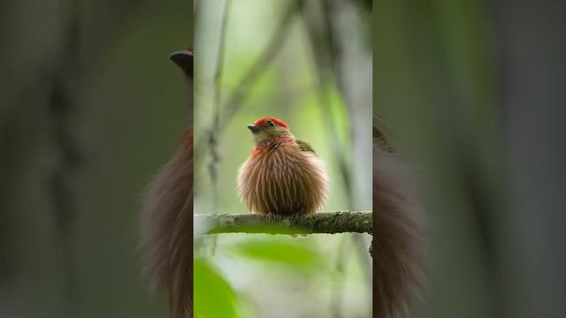 Kinglet manakin 🐦 смотреть онлайн
